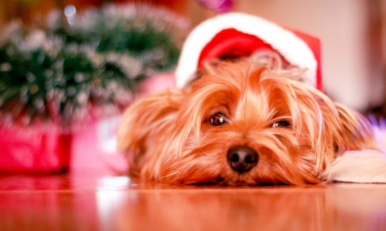 cuidados de un perro en navidad