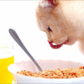 Descubre lo que pueden comer los gatos de la comida humana