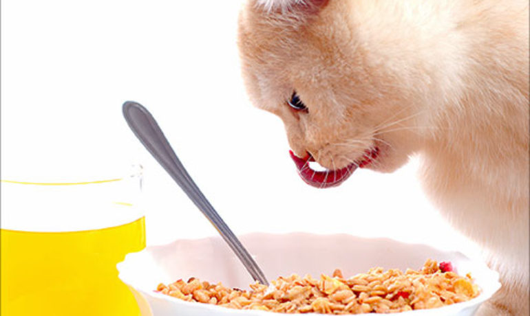 Descubre lo que pueden comer los gatos de la comida humana