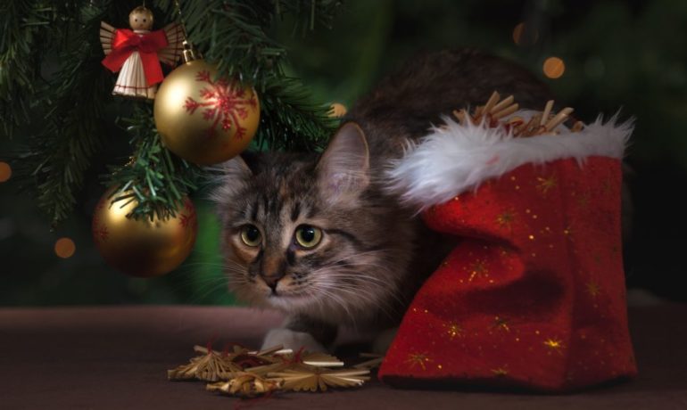 los-cuidados-de-un-gato-en-navidad