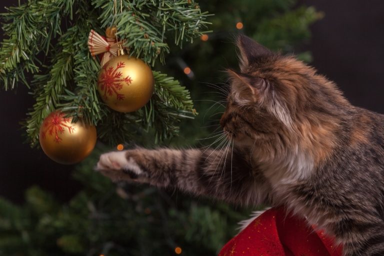 Los cuidados de un gato en Navidad ¿cómo deben ser?