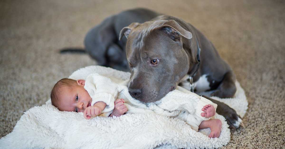 pitbull con bebe