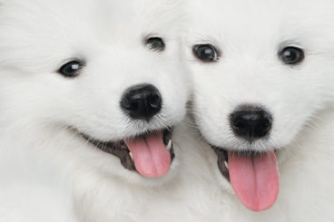 Por 40.000 euros esta compañía de Texas puede clonar mascotas