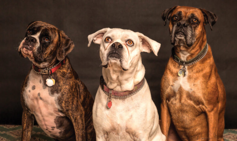 Hay 8 tipos de perros según sus personalidades
