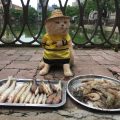 Dog vendiendo pescado mercado