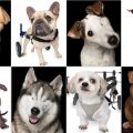 fotos de perros discapacitados