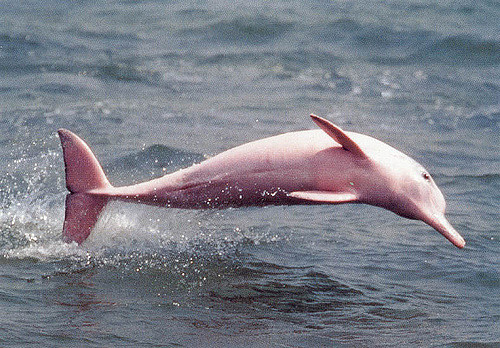 delfin rosado uno de los animales exóticos
