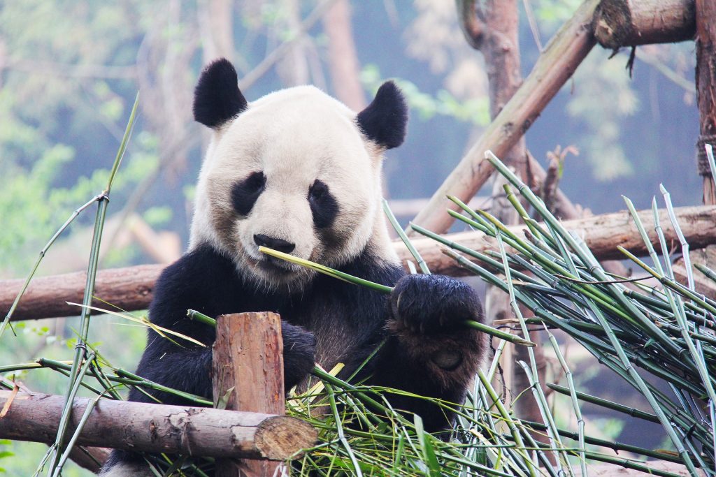 osos panda comiendo