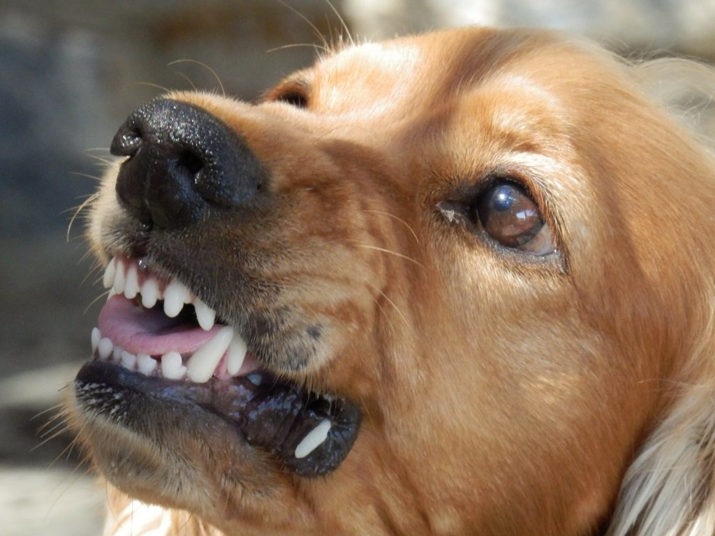 la rabia en perros sintomas