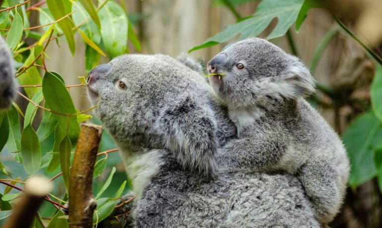 koala con cria arbol