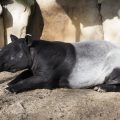 tapir animales exoticos
