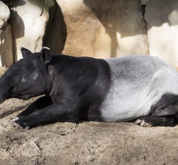 tapir animales exoticos