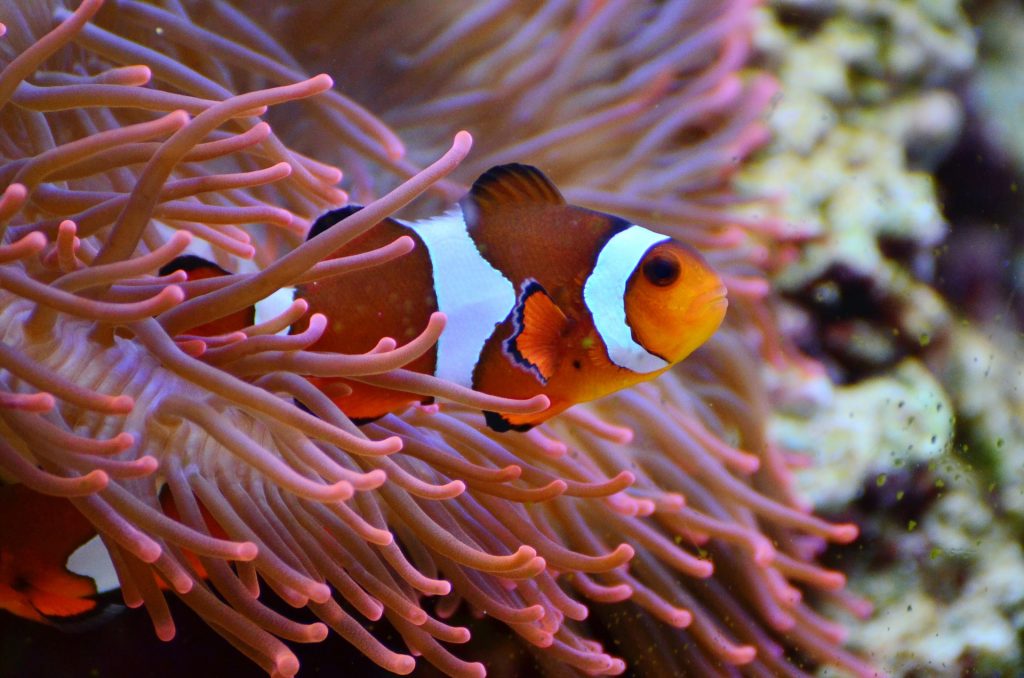 peces de agua caliente mas comunes