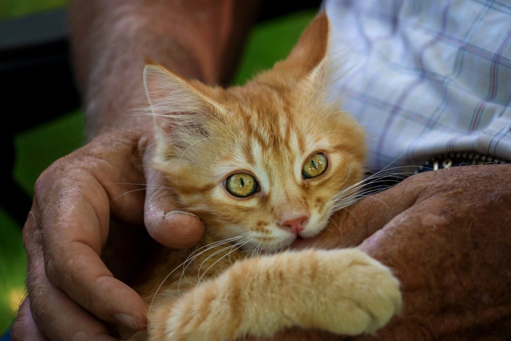Porque Mi Gata Muerde La Manta