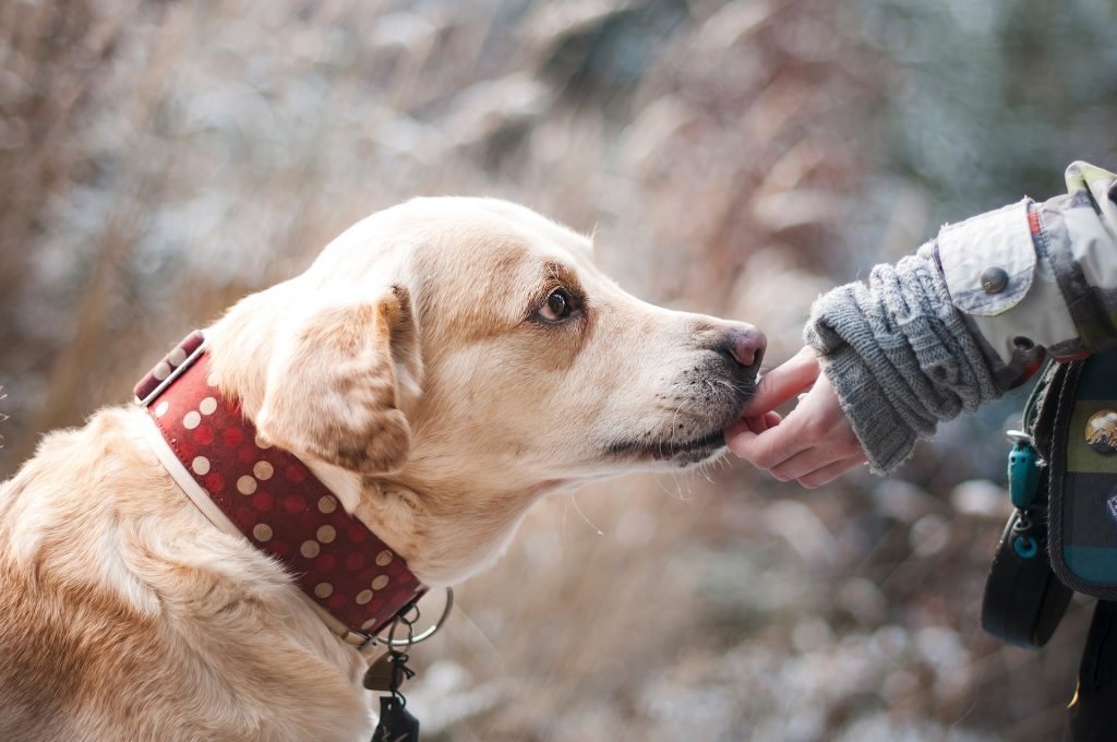 consideraciones sobre como educar a un perro sordo