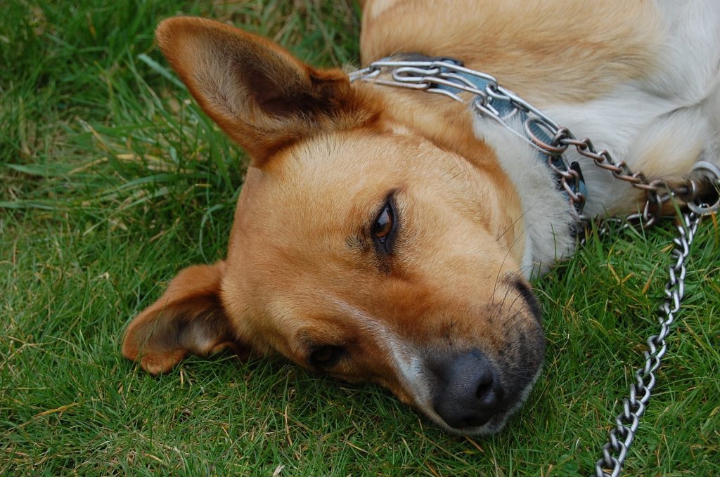 Tipos De Collares Para Perros Conócelos Todos Wakyma