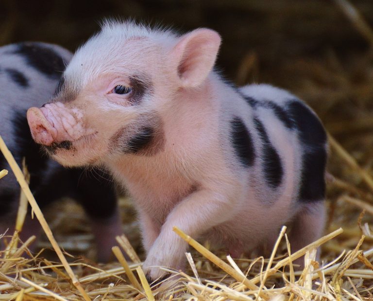Mini pigs ¿cómo es tener un mini cerdo de mascota?