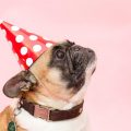 fiesta cumpleaños para perros