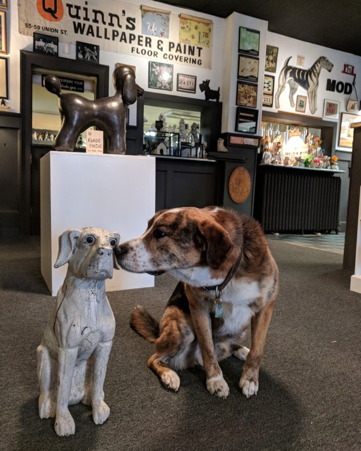museo dog friendly en massachussets