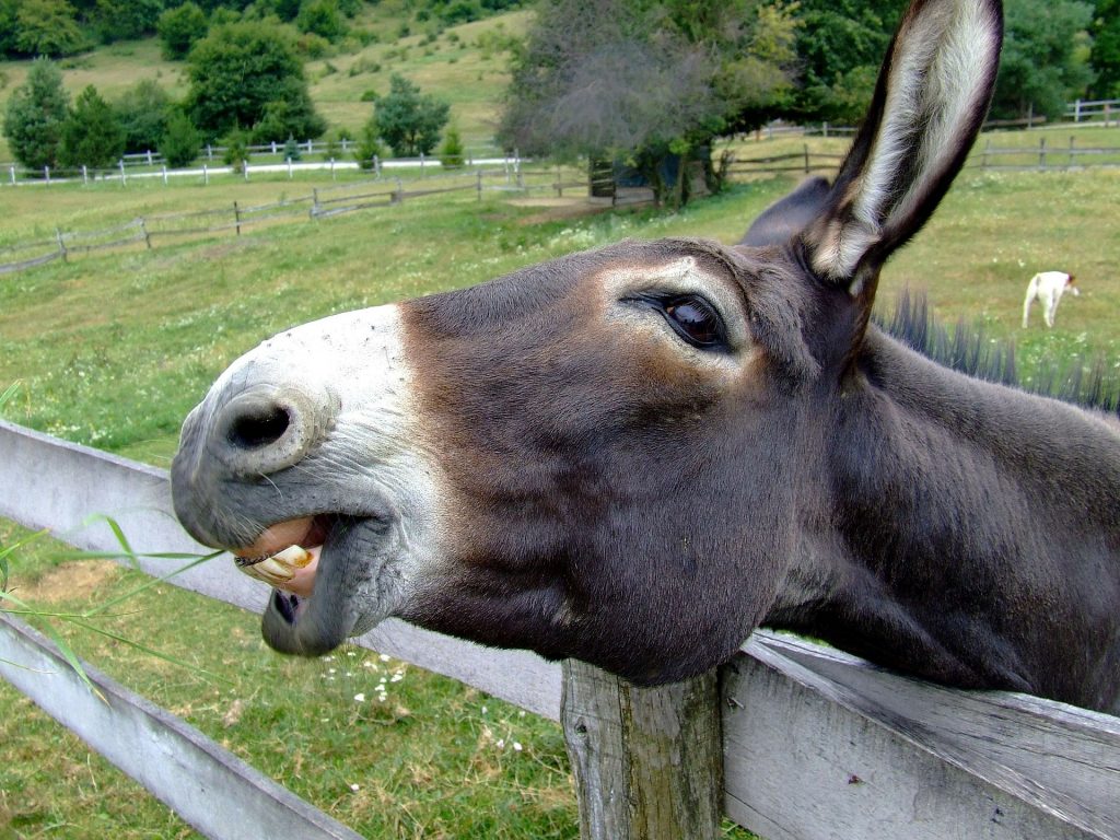 El burro características y curiosidades sobre este animal