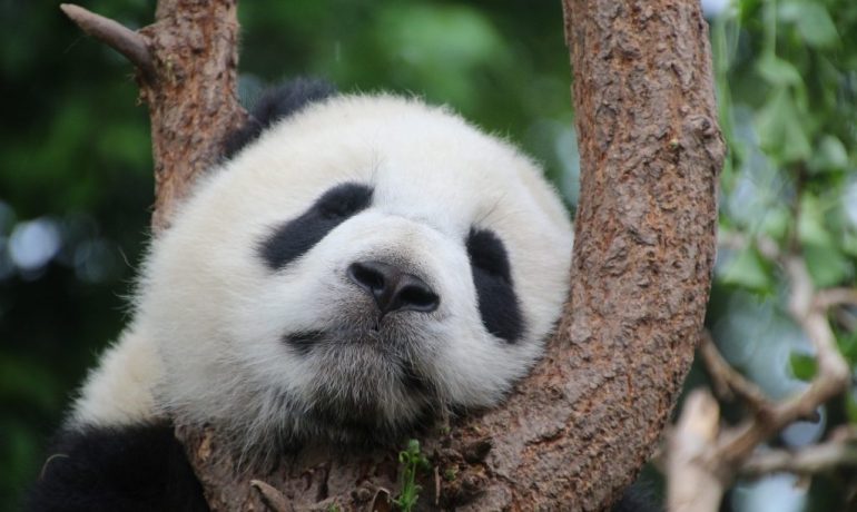 panda-animales-en-via-de-extincion