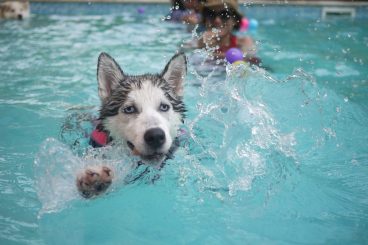 deporte con tu perro natación