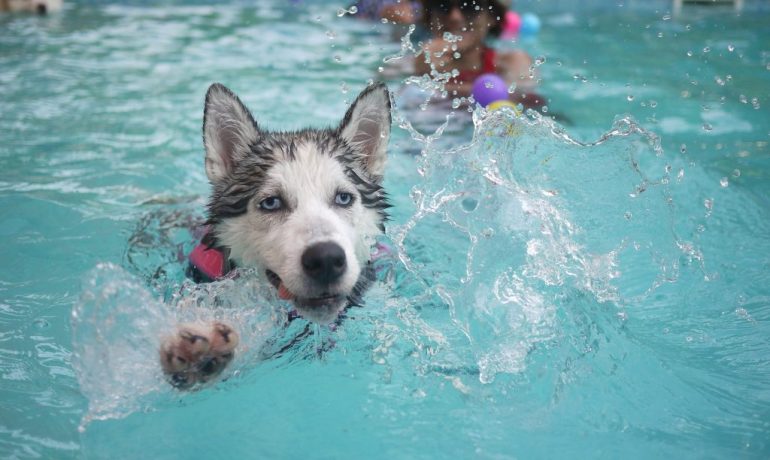 deporte con tu perro natación