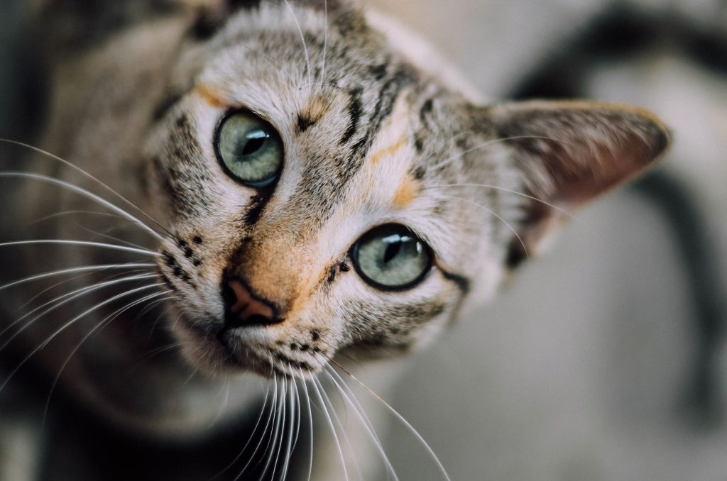 Acné felino: todo lo que debes saber el acné en gatos