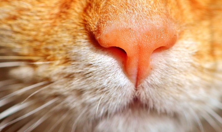 la nariz de los gatos