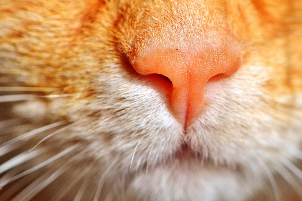 Remo Lo encontré desagradable La nariz de los gatos: ¡presta atención a sus cambios!
