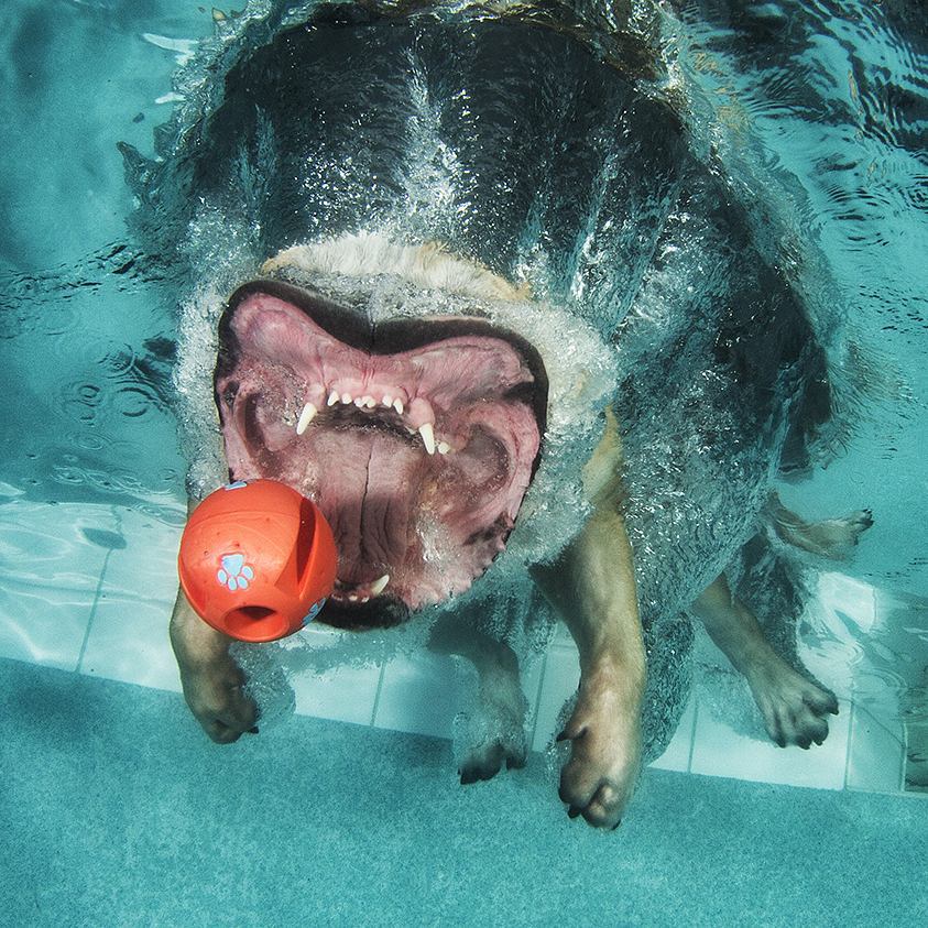 perro cogiendo pelota bajo el agua