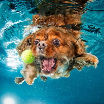 fotos de perros bajo el agua