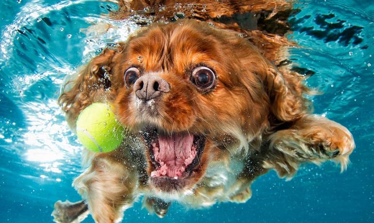 fotos de perros bajo el agua