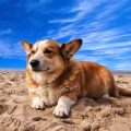 playas para perros 2018