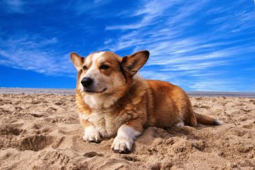 playas para perros 2018