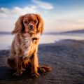 consejos para el cuidado de los perros en la playa