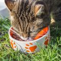 la comida humeda para gatos