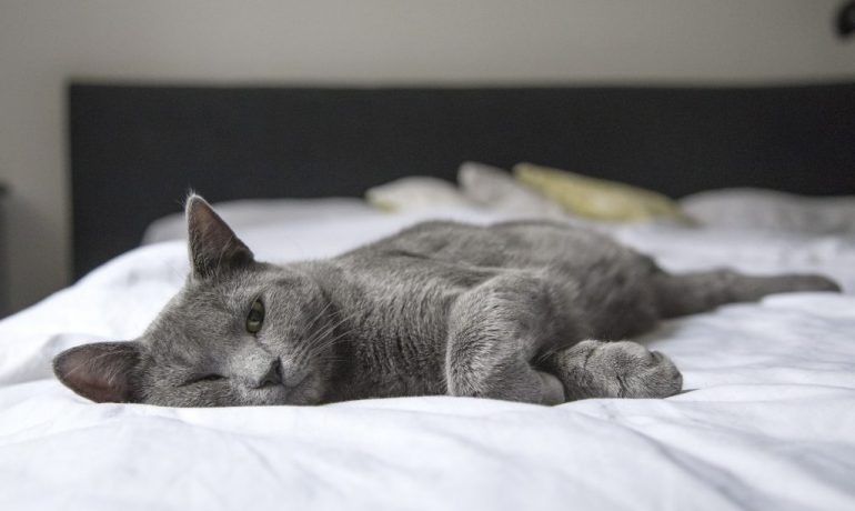 beneficios de dormir con un gato
