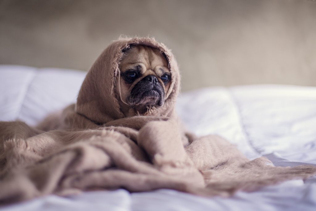 que haces cuando a tu perro le da hipo