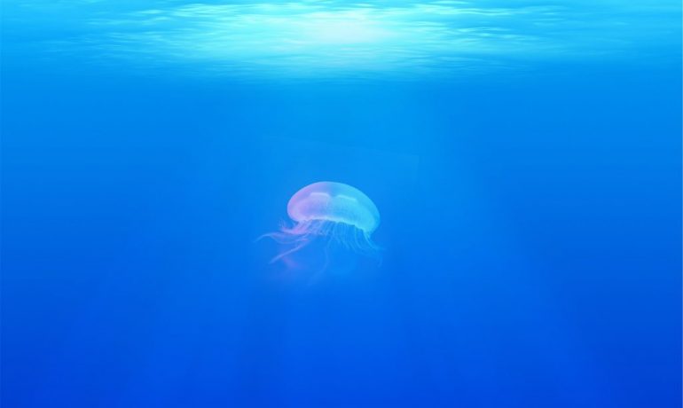 las medusas
