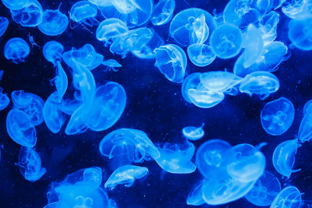las medusas como mascotas