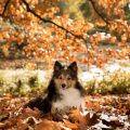 los cuidados de los perros en otoño