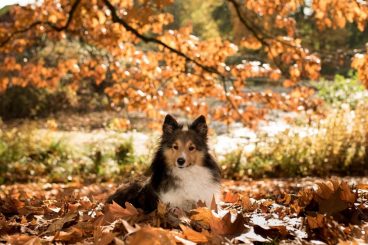 los cuidados de los perros en otoño