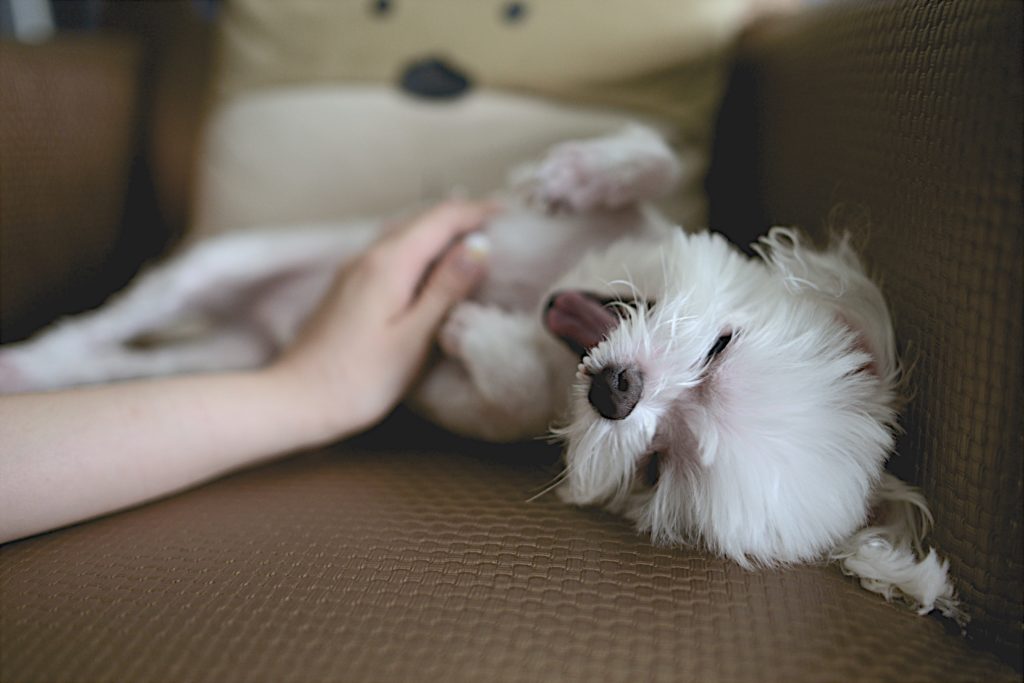 adiestramiento canino masajes tellington ttouch