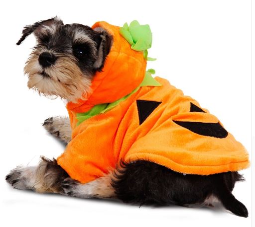 disfraces de halloween para perros calabaza