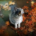 los cuidados especiales de los gatos en otoño