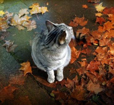 los cuidados especiales de los gatos en otoño