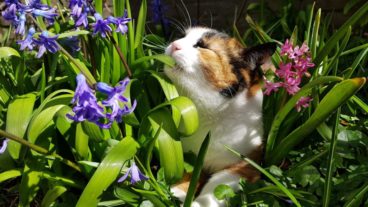 plantas tóxicas para gatos