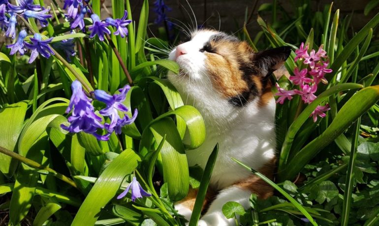 plantas tóxicas para gatos