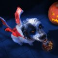 disfraces de halloween para perros